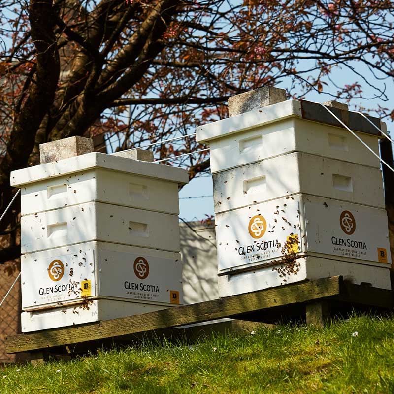Glen Scotia Bee Hive