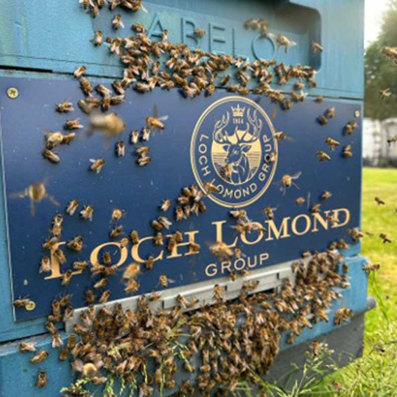 Loch Lomond Bees 