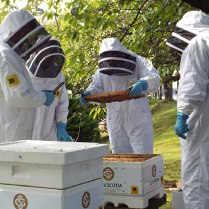 Bees